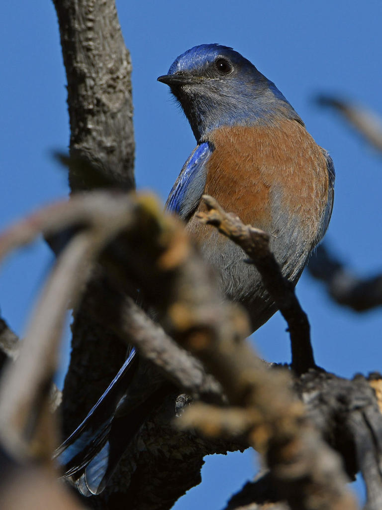 Bluebird2.jpg