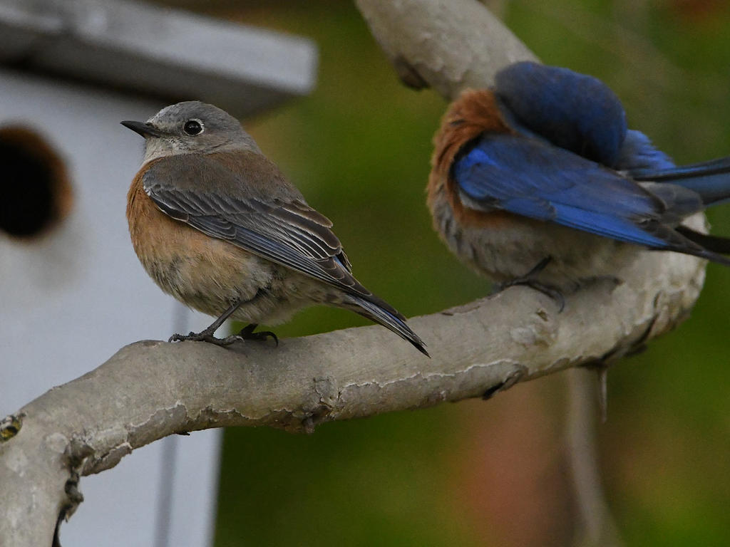 Bluebird2.jpg