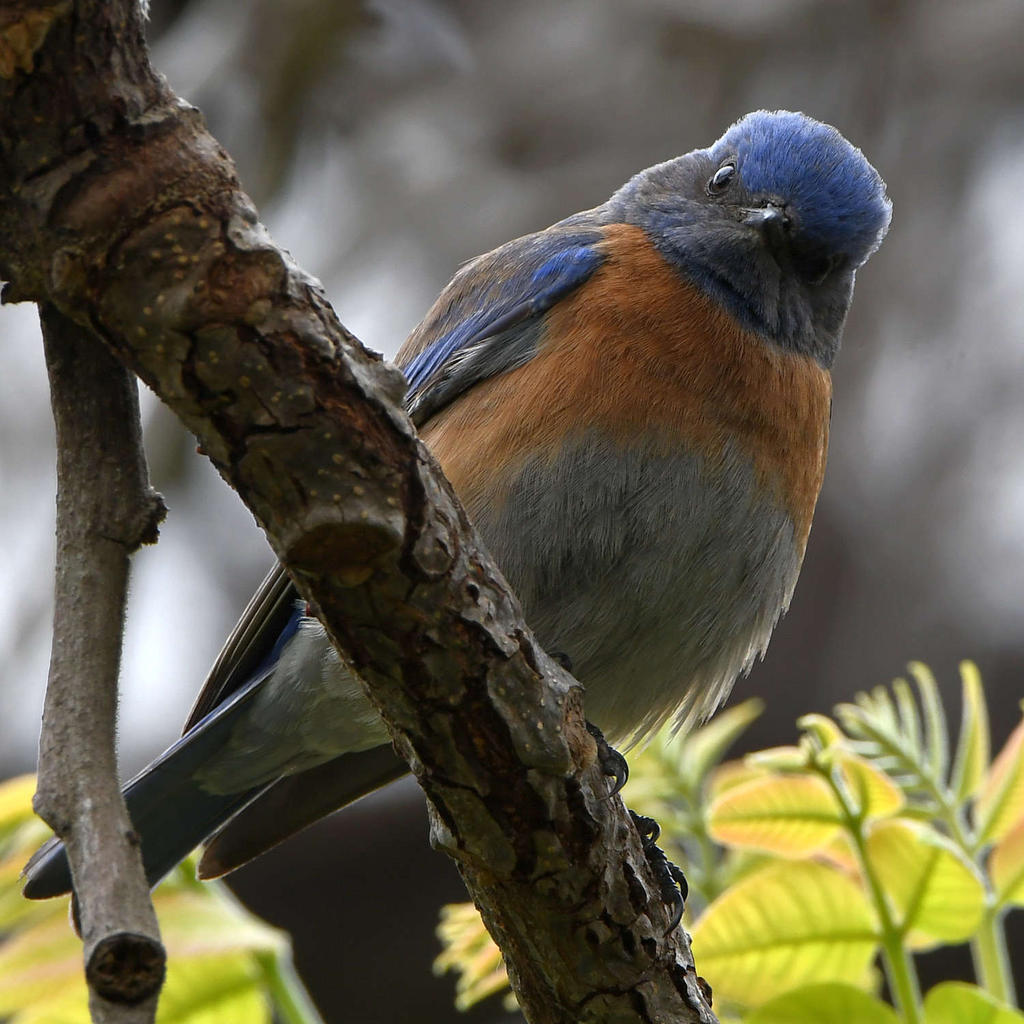 Bluebird2.jpg