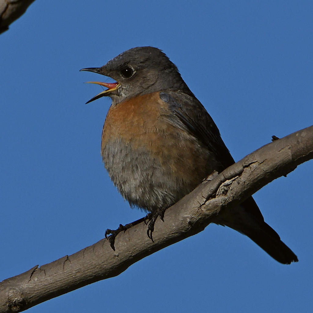 Bluebird2.jpg