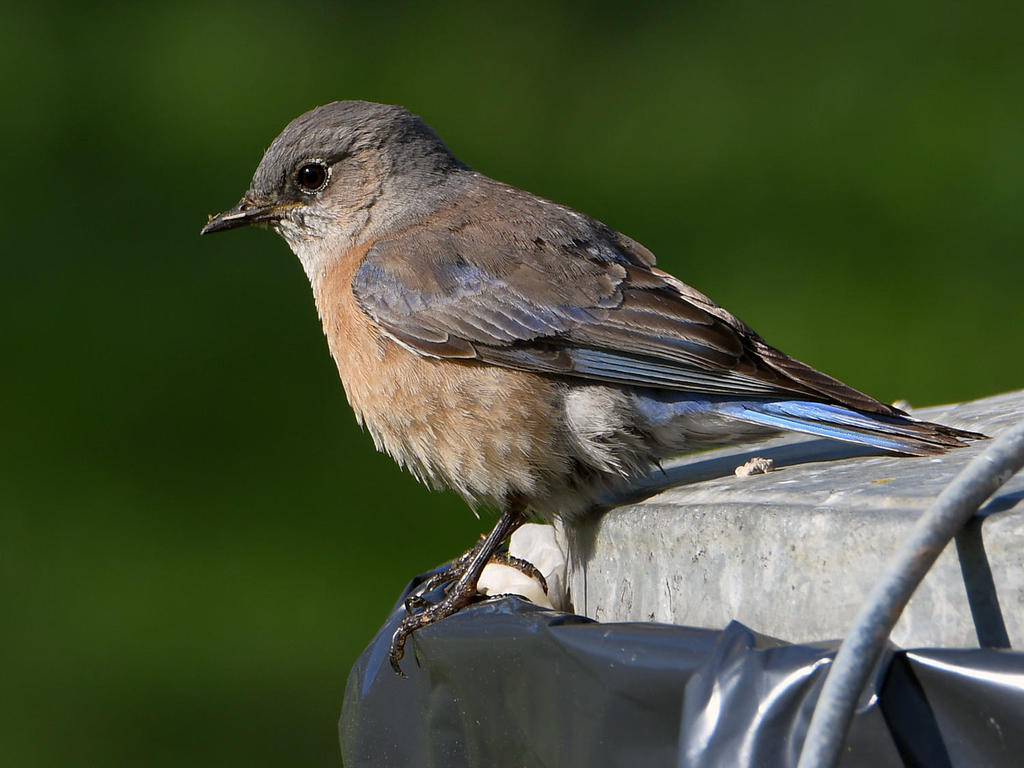 Bluebird2.jpg