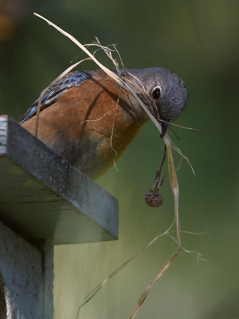 Bluebird2.jpg