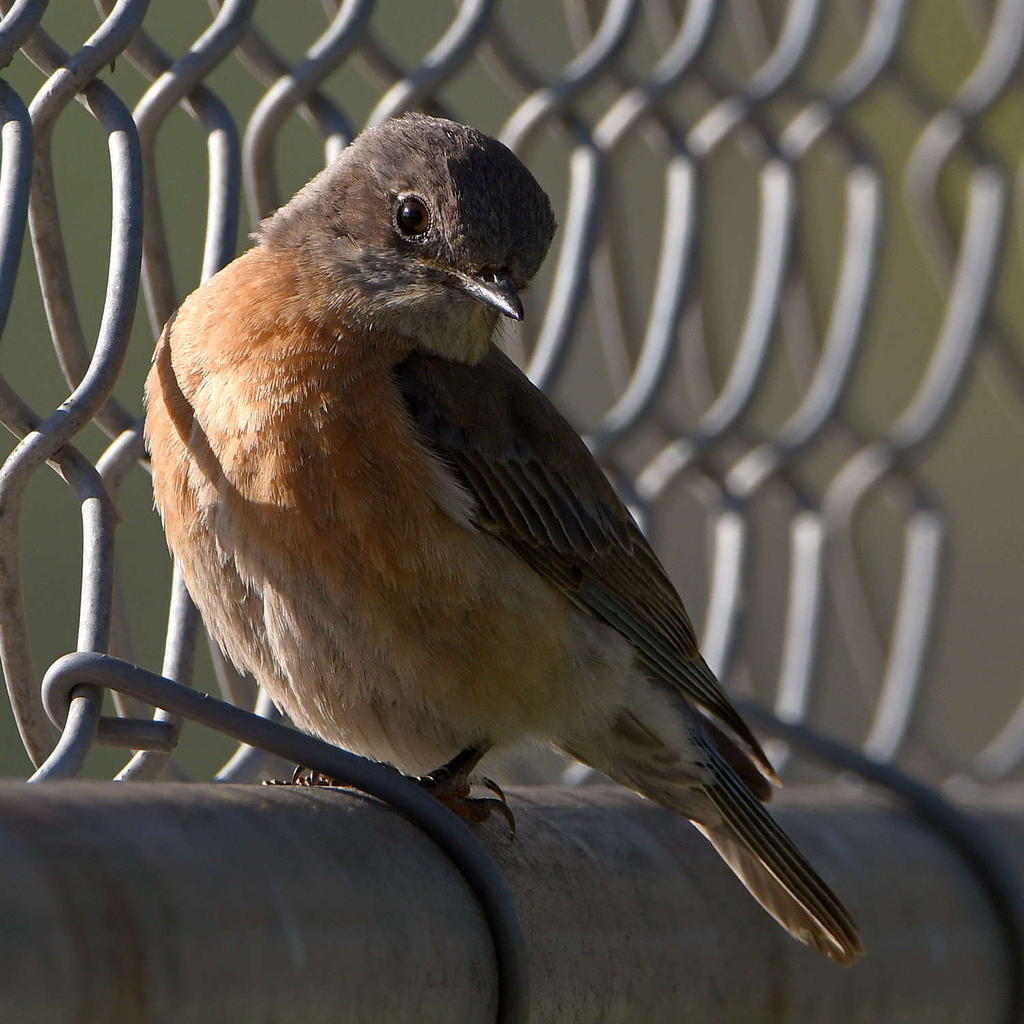 Bluebird2.jpg
