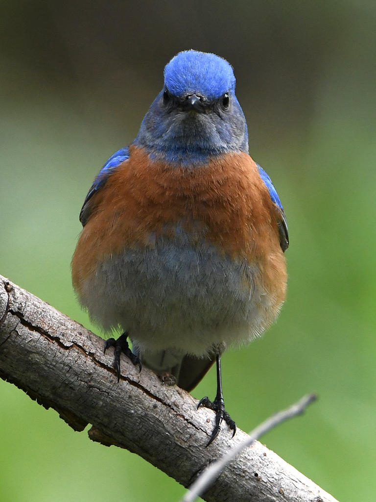 Bluebird2.jpg