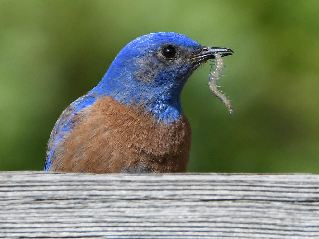 Bluebird2.jpg