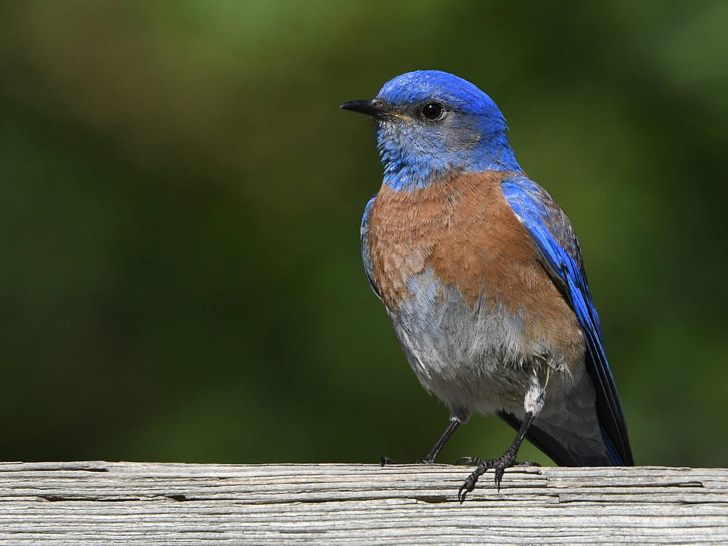 Bluebird2.jpg