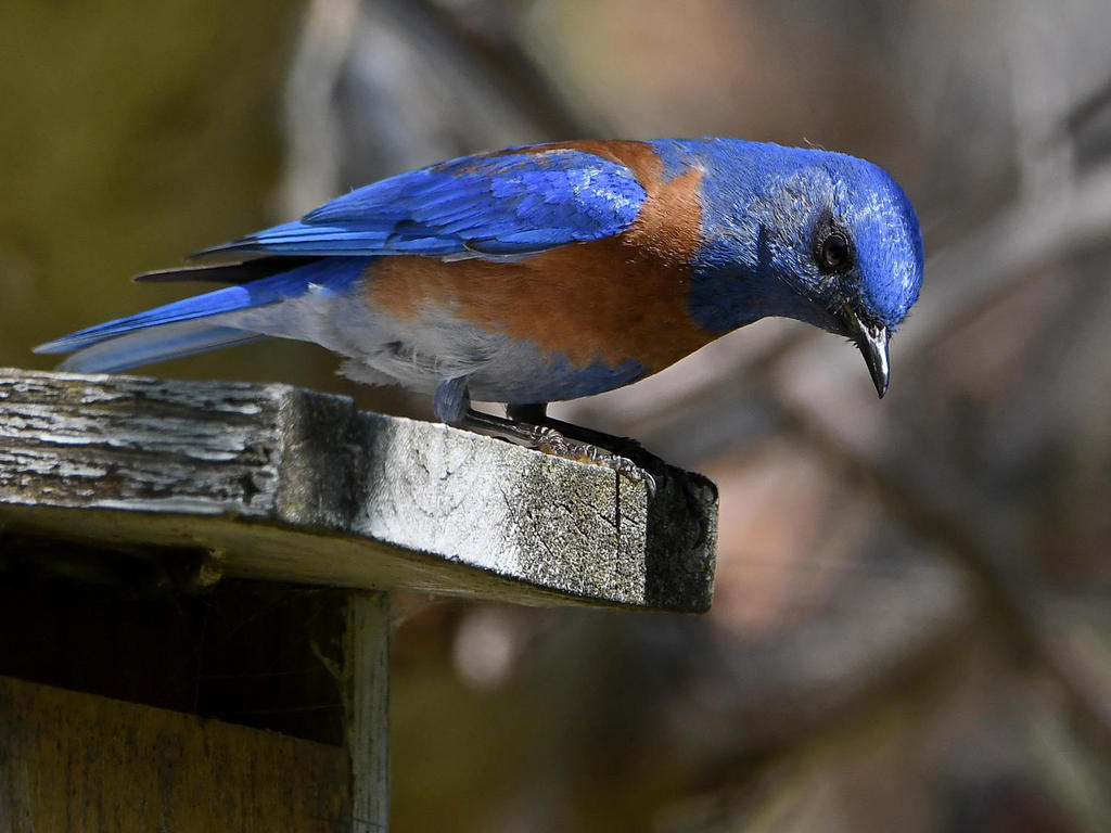 Bluebird2.jpg