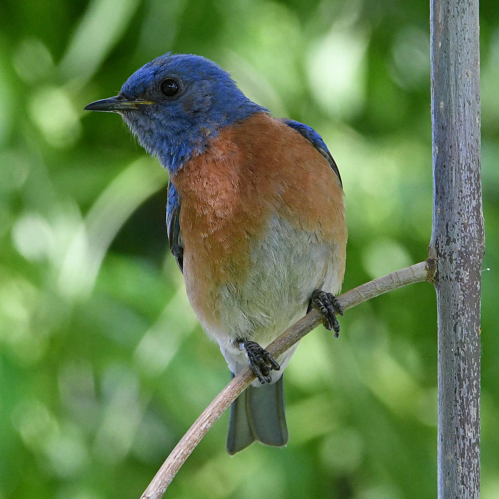 Bluebird2.jpg