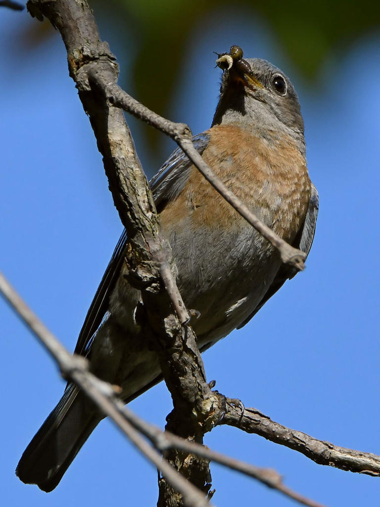 Bluebird2.jpg