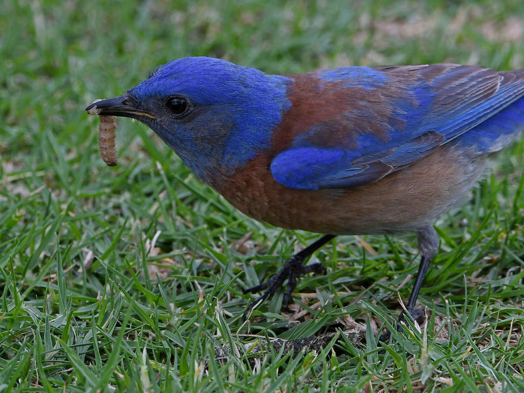 Bluebird2.jpg