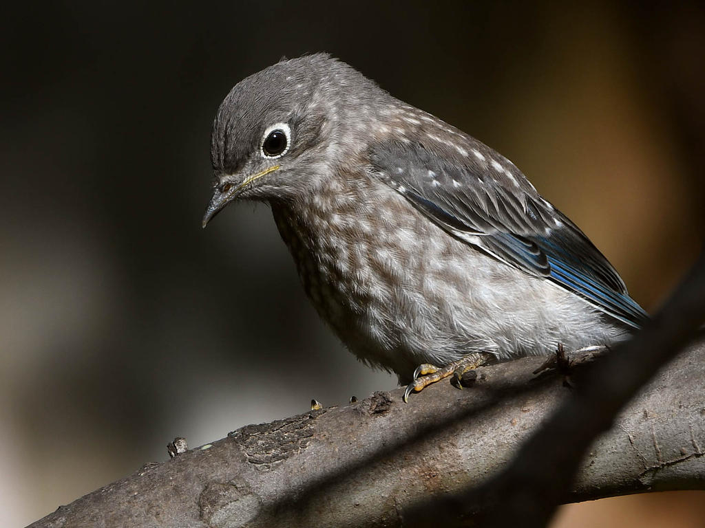 Bluebird2.jpg