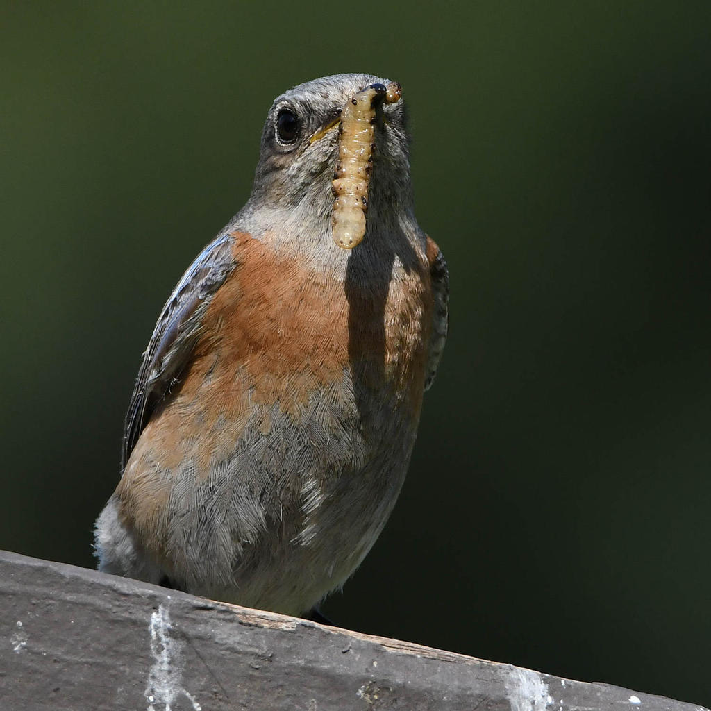 Bluebird2.jpg