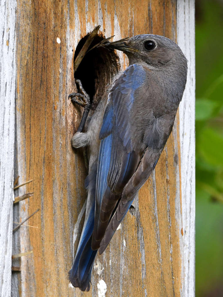 Bluebird2.jpg
