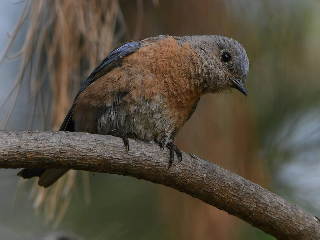 Bluebird2.jpg