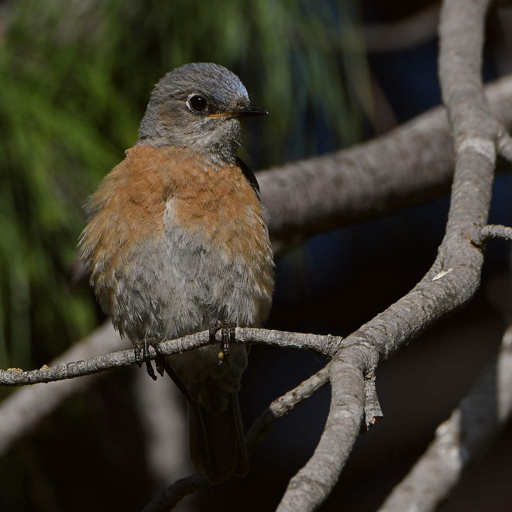 Bluebird2.jpg