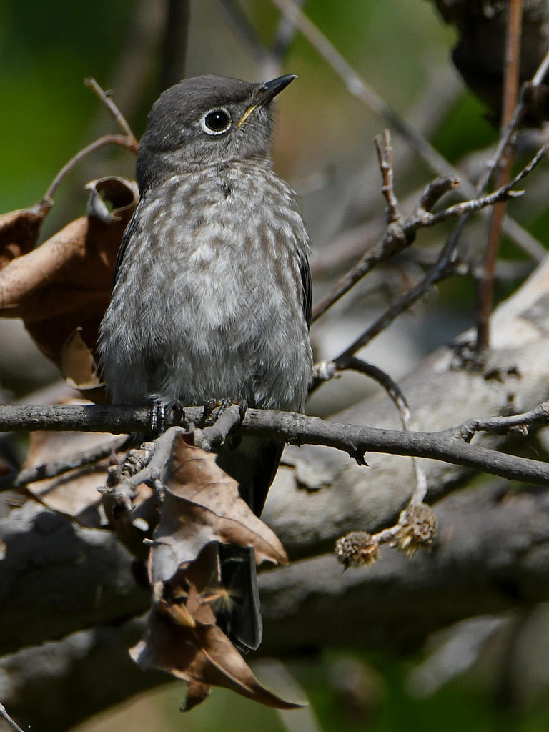 Bluebird2.jpg