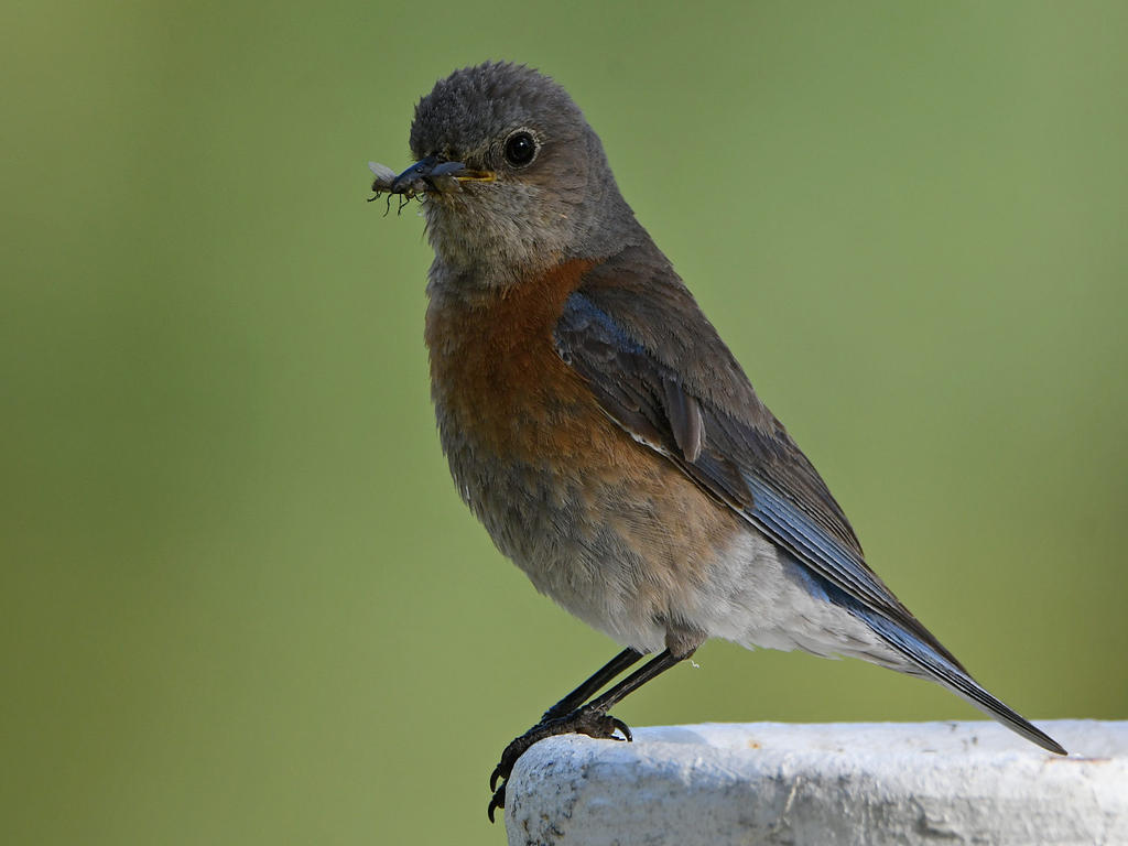 Bluebird2.jpg