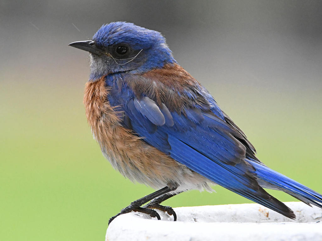 Bluebird2.jpg