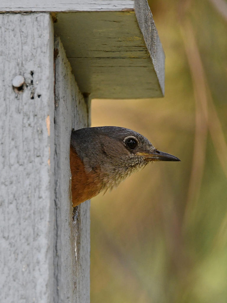 Bluebird2.jpg