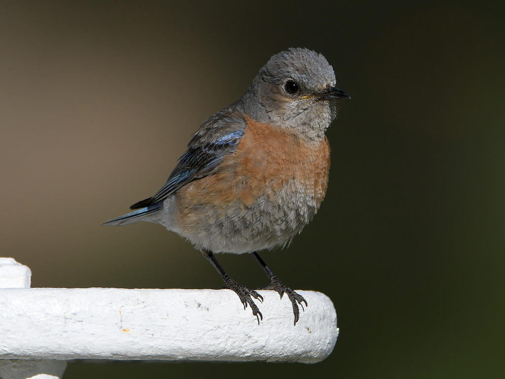 Bluebird2.jpg