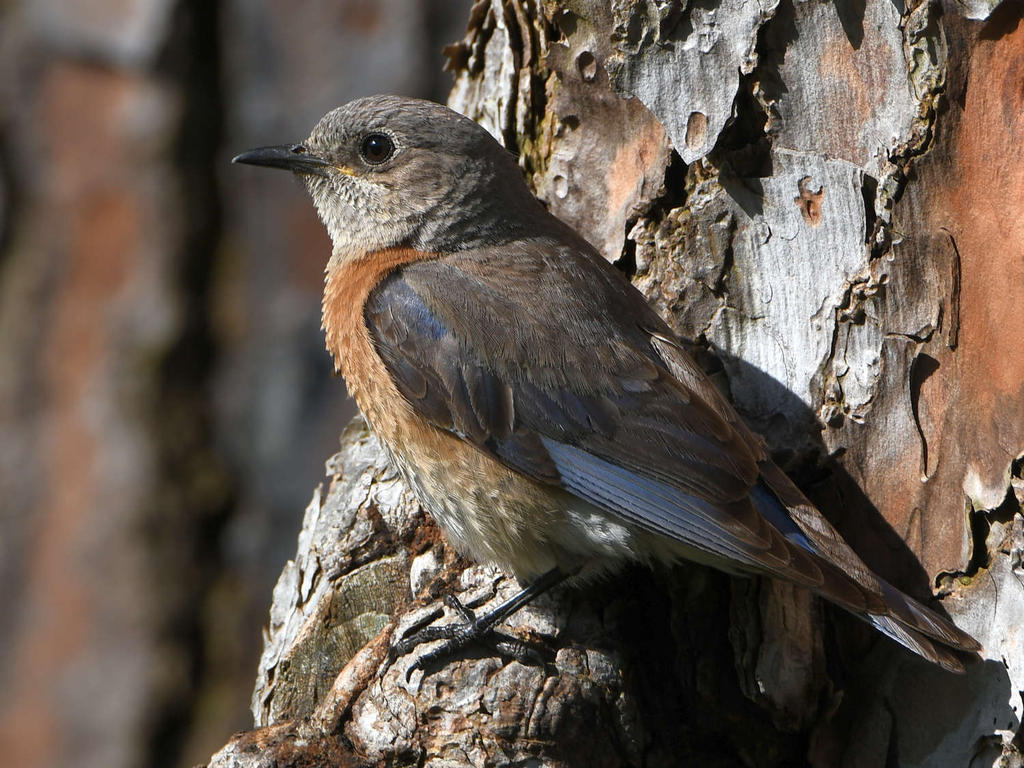 Bluebird2.jpg