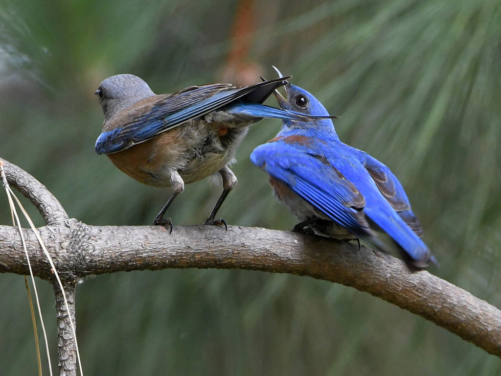 Bluebird2.jpg