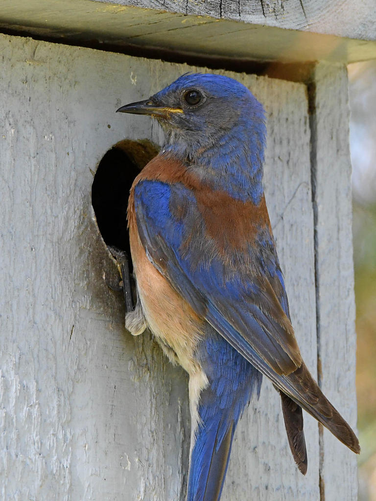Bluebird2.jpg