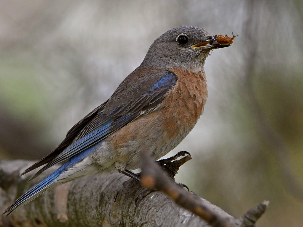 Bluebird2.jpg