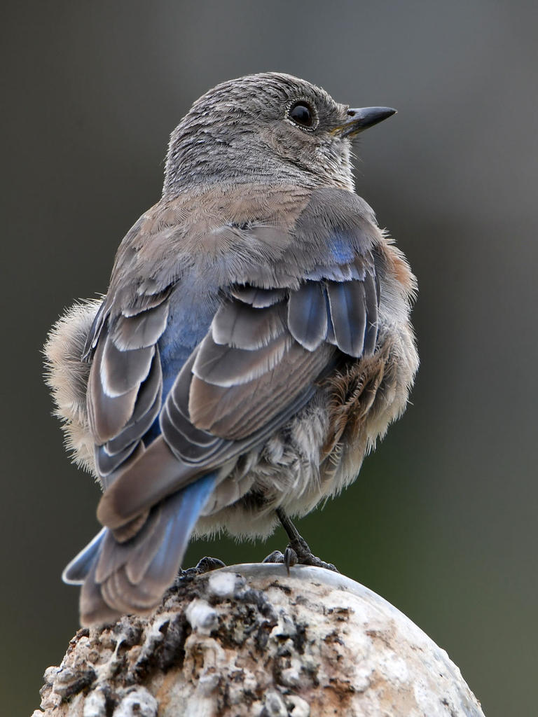 Bluebird2.jpg