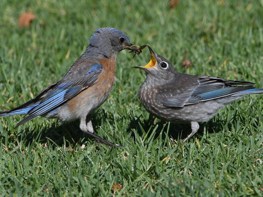 Bluebird2.jpg