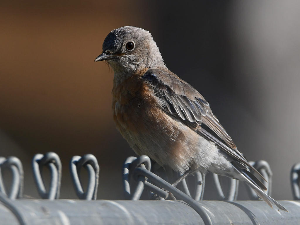 Bluebird2.jpg