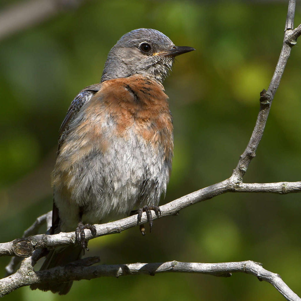 Bluebird2.jpg