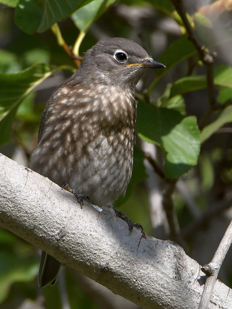 Bluebird2.jpg