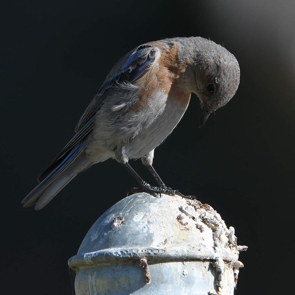 Bluebird2.jpg