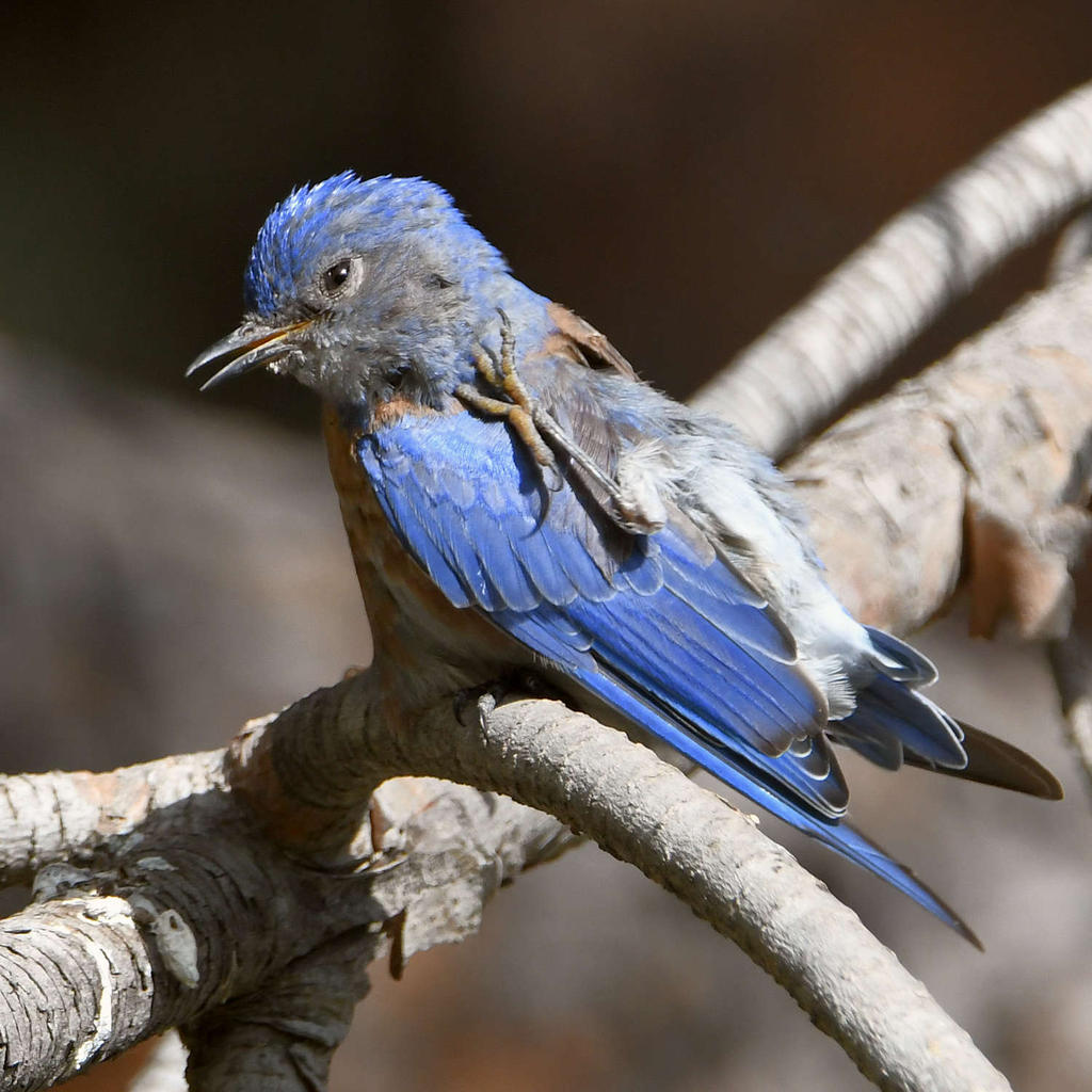 Bluebird2.jpg
