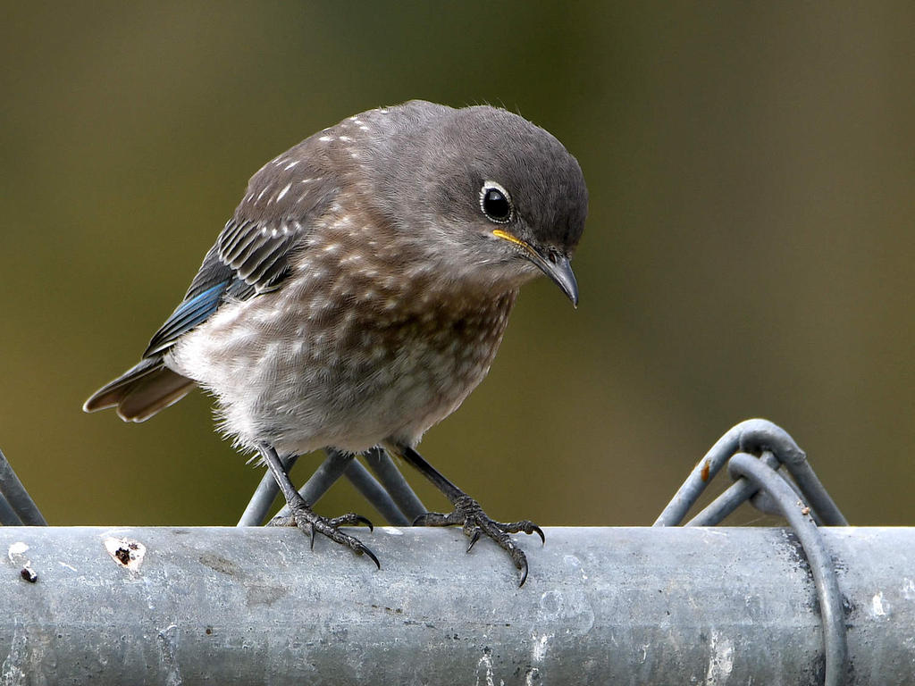 Bluebird2.jpg