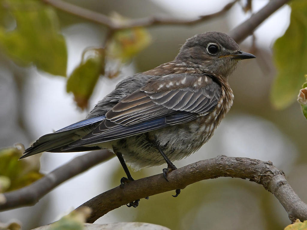 Bluebird2.jpg
