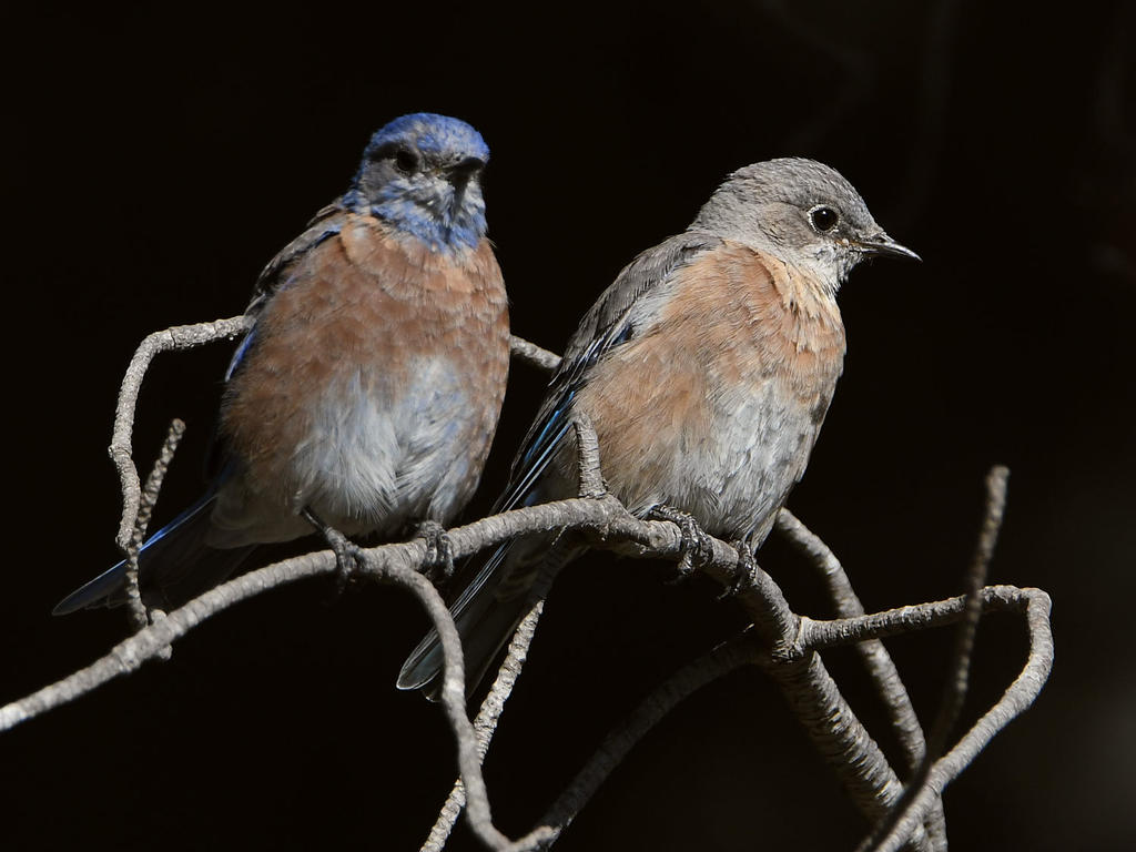 Bluebird2.jpg