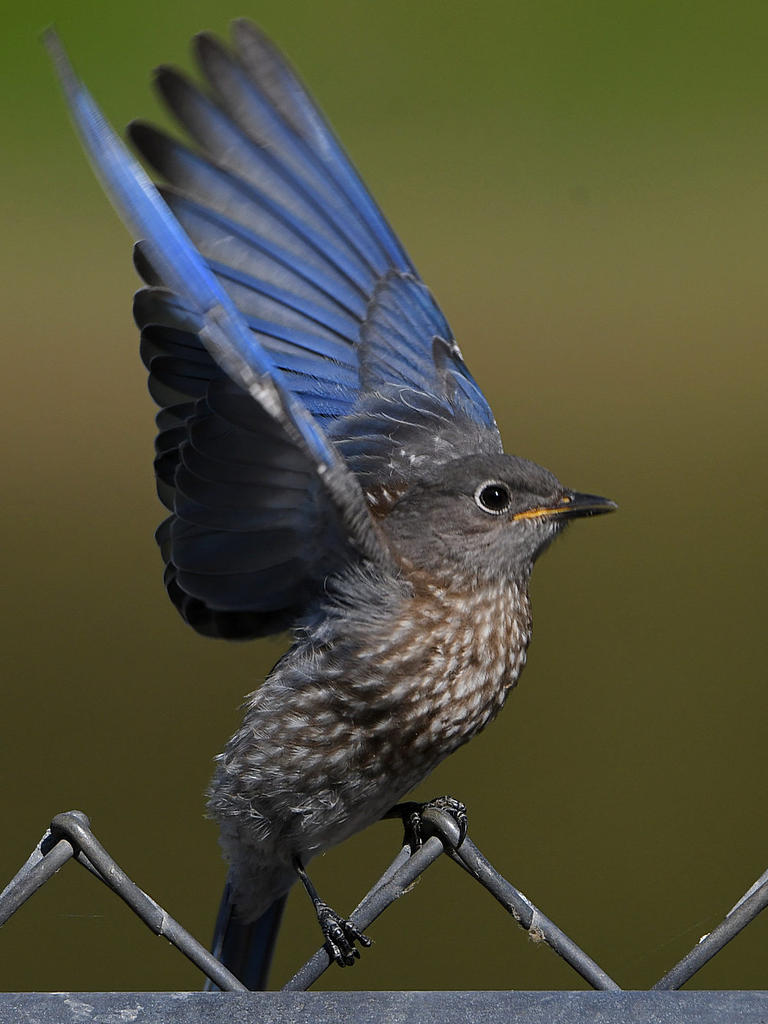 Bluebird2.jpg