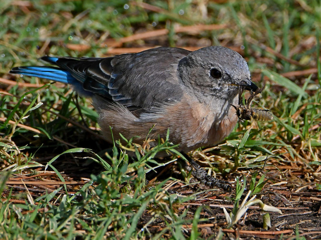 Bluebird2.jpg