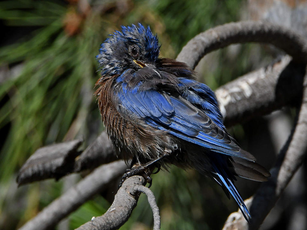 Bluebird2.jpg