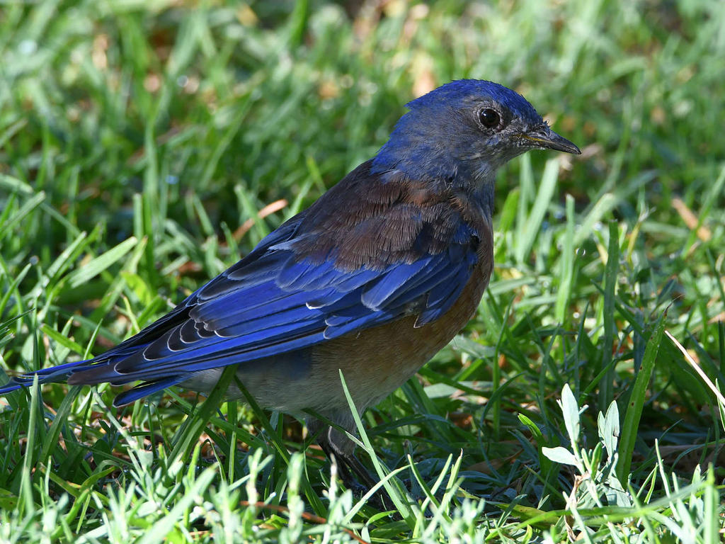 Bluebird2.jpg