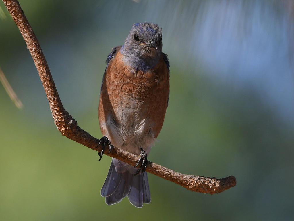 Bluebird2.jpg