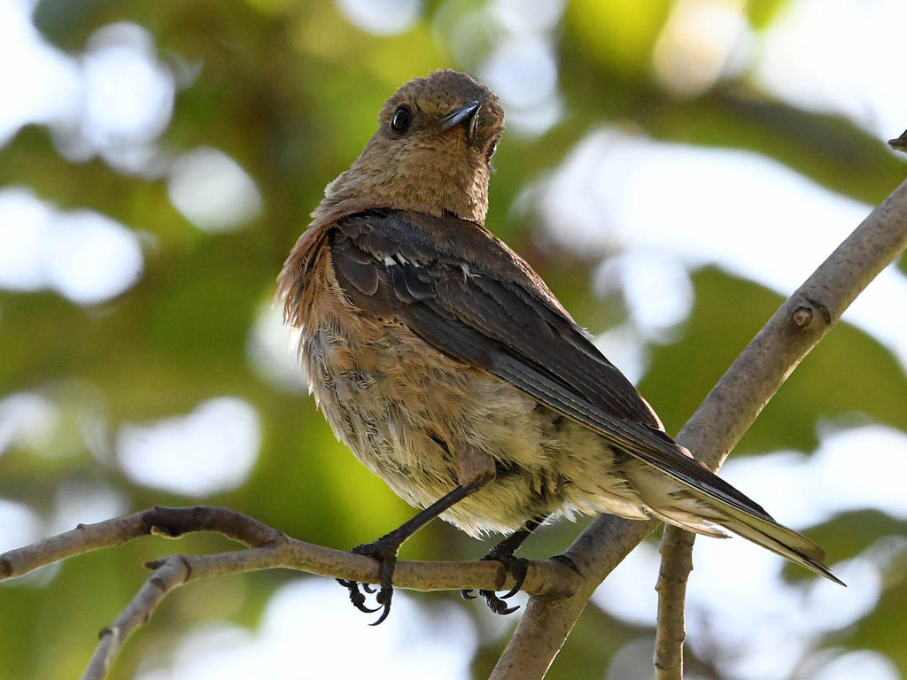 Bluebird2.jpg