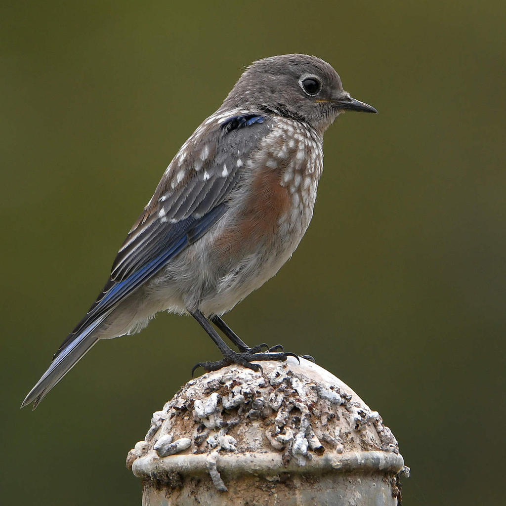 Bluebird2.jpg
