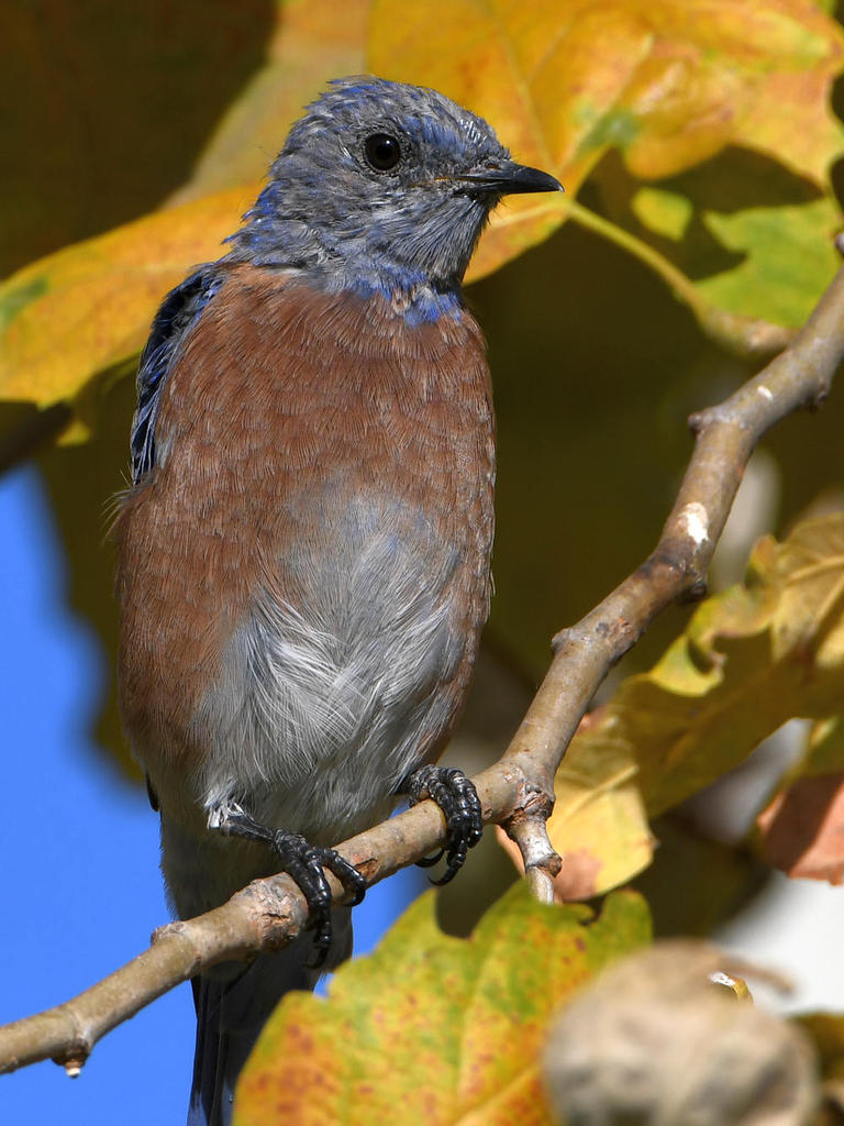 Bluebird2.jpg