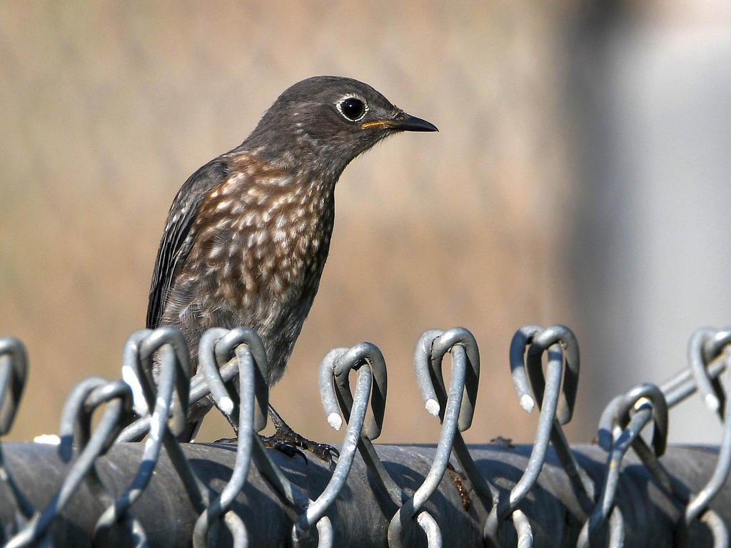 Bluebird2.jpg