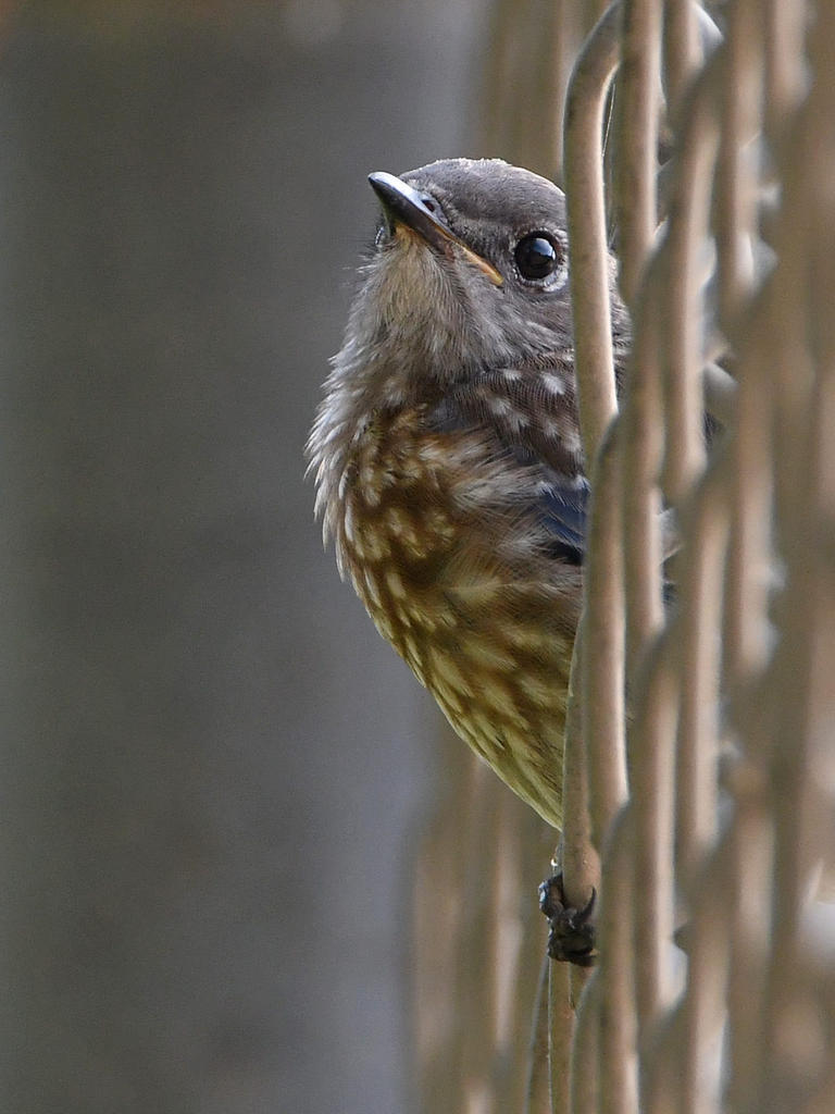 Bluebird2.jpg