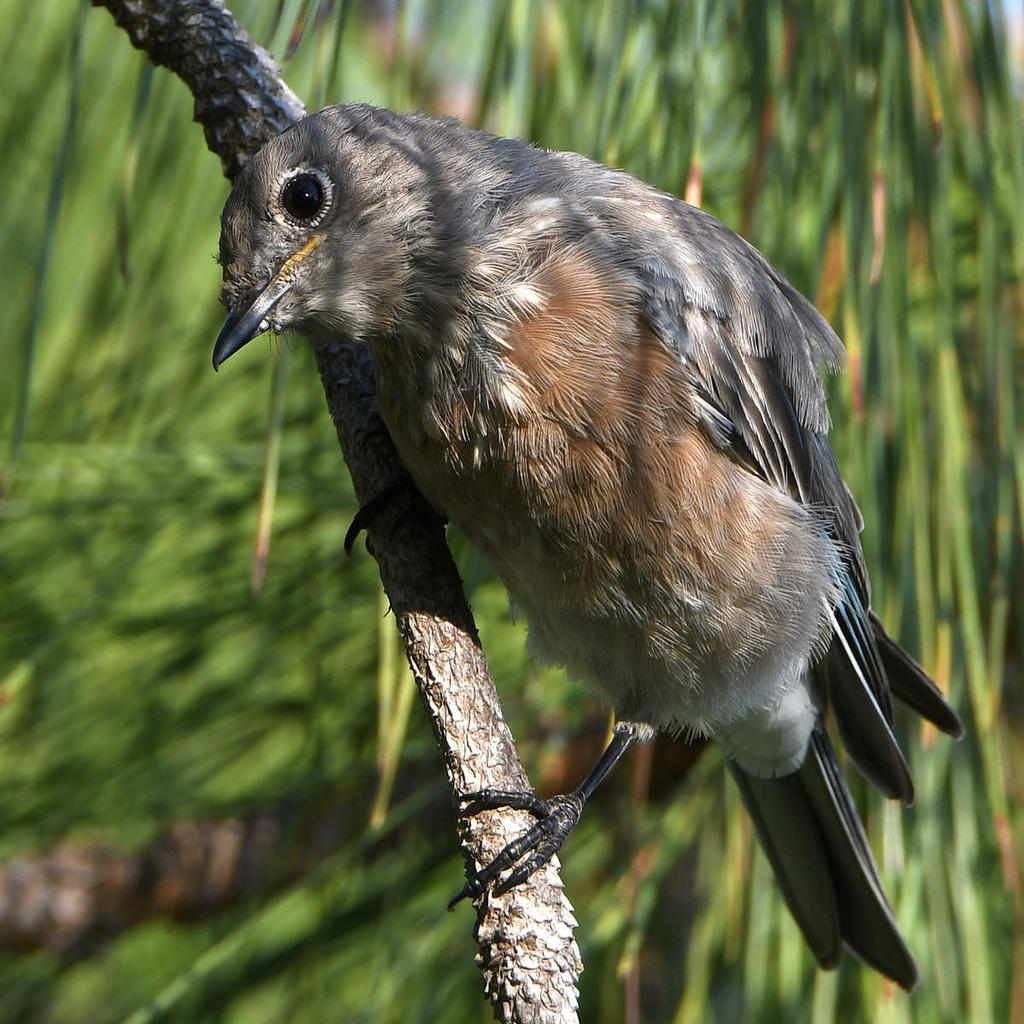 Bluebird2.jpg