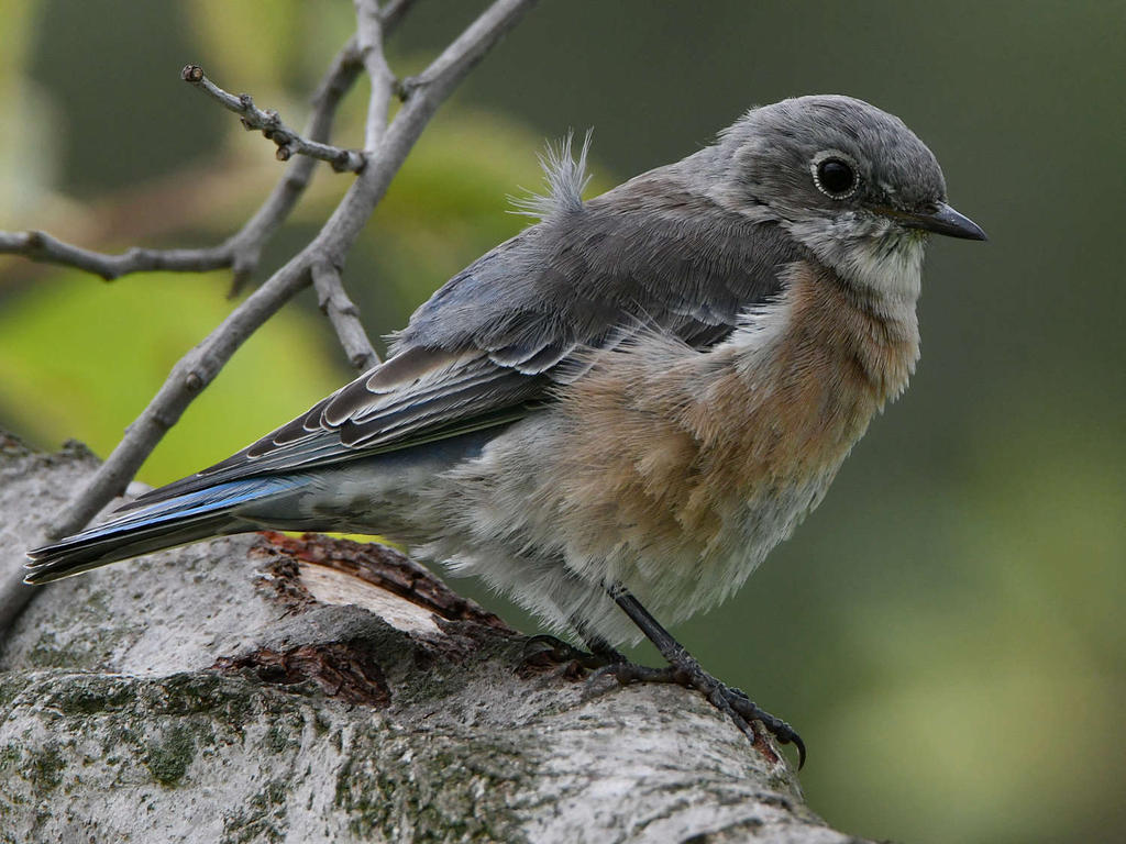 Bluebird2.jpg